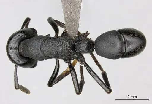 Plectroctena strigosa specimen CASENT0235672 image casent0235672_1