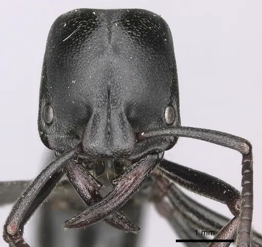Plectroctena strigosa specimen CASENT0235672 image casent0235672_3