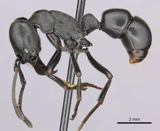 Plectroctena strigosa specimen CASENT0235672 image casent0235672_4