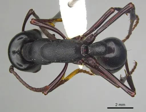 Plectroctena strigosa specimen CASENT0249218 image casent0249218_1