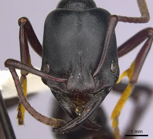 Plectroctena strigosa specimen CASENT0249218 image casent0249218_2