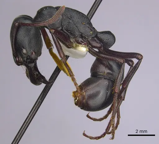 Plectroctena strigosa specimen CASENT0249218 image casent0249218_3