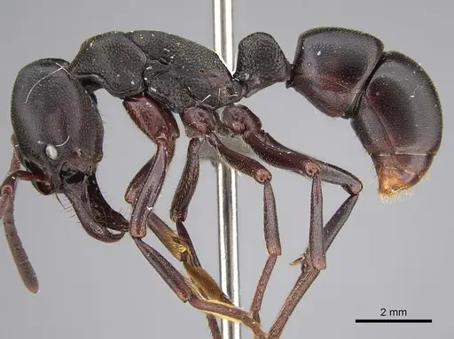 Plectroctena strigosa specimen CASENT0250580 image casent0250580_1