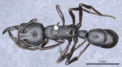 Plectroctena strigosa specimen CASENT0903928 image casent0903928_1