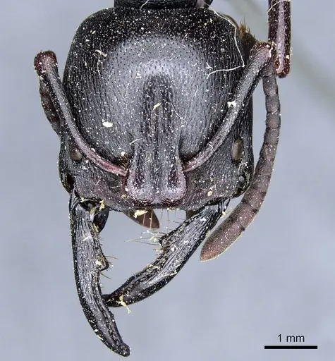Plectroctena strigosa specimen CASENT0903928 image casent0903928_2