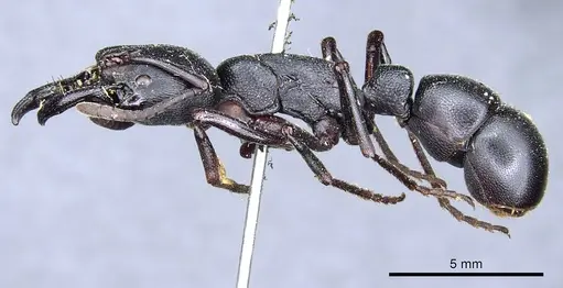 Plectroctena strigosa specimen CASENT0903928 image casent0903928_3