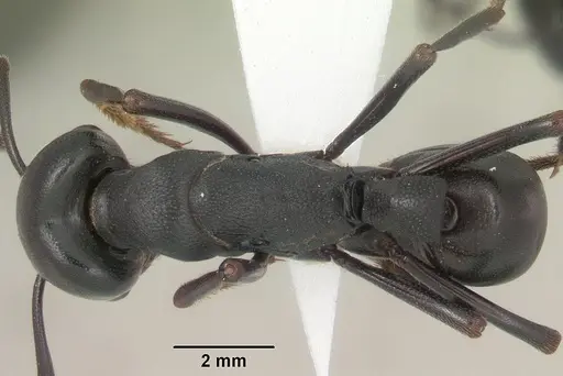 Plectroctena strigosa specimen SAM-HYM-C009585A image sam-hym-c009585a_1