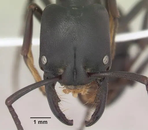 Plectroctena strigosa specimen SAM-HYM-C009585A image sam-hym-c009585a_2