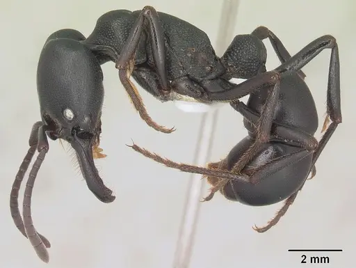 Plectroctena strigosa specimen SAM-HYM-C009585A image sam-hym-c009585a_3