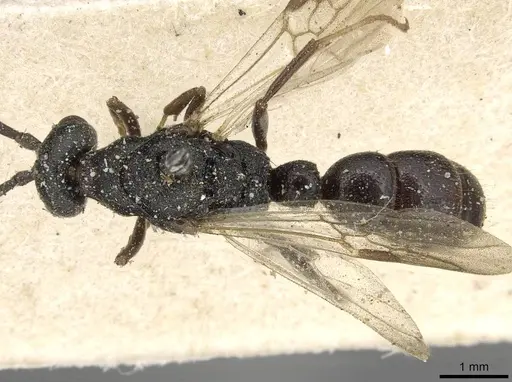 Plectroctena subterranea specimen CASENT0915293 image casent0915293_1