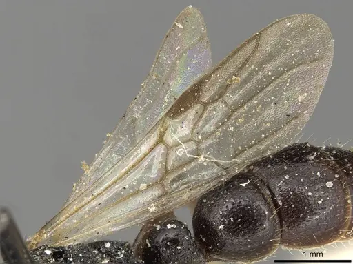 Plectroctena subterranea specimen CASENT0915293 image casent0915293_5