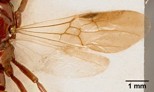 Plectroctena subterranea specimen SAM-HYM-C002429 image sam-hym-c002429_2