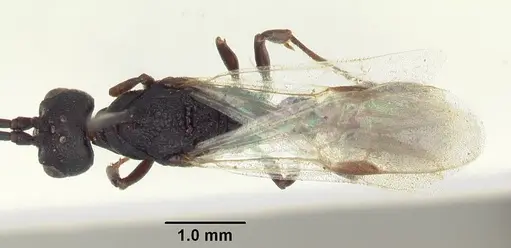 Plectroctena subterranea specimen SAM-HYM-C008855A image sam-hym-c008855a_1