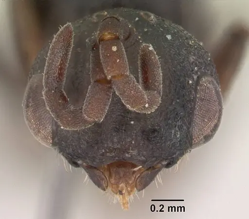 Plectroctena subterranea specimen SAM-HYM-C008855A image sam-hym-c008855a_2