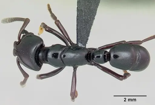 Plectroctena thaui specimen CASENT0003074 image casent0003074_1