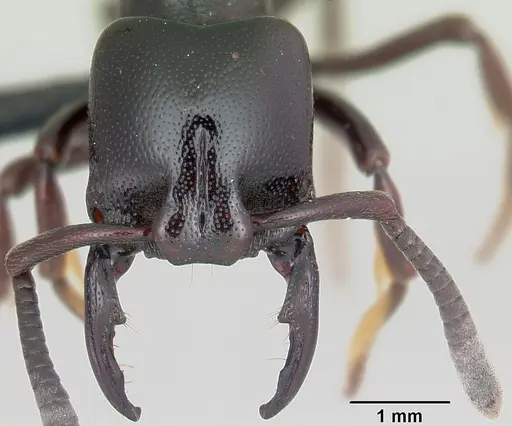 Plectroctena thaui specimen CASENT0003074 image casent0003074_3
