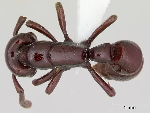 Plectroctena ugandensis specimen CASENT0003063 image casent0003063_1