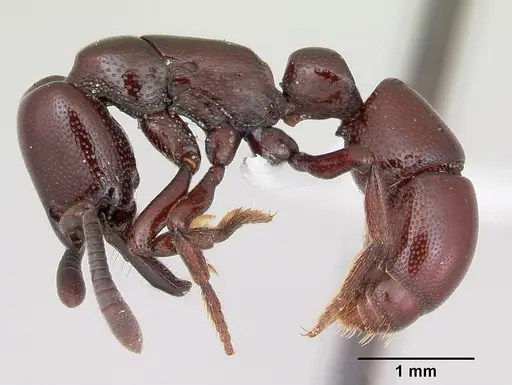Plectroctena ugandensis specimen CASENT0003063 image casent0003063_3