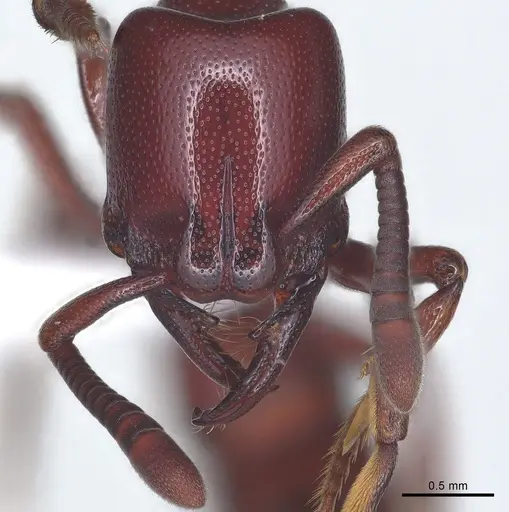 Plectroctena ugandensis specimen CASENT0003064 image casent0003064_1