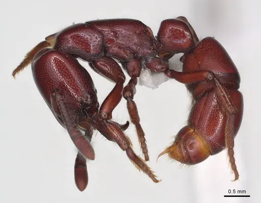 Plectroctena ugandensis specimen CASENT0003064 image casent0003064_2