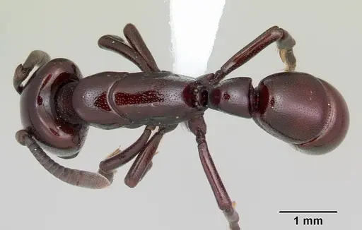 Plectroctena ugandensis specimen CASENT0003114 image casent0003114_1