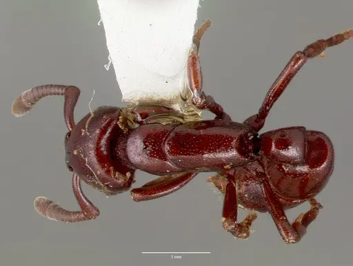 Plectroctena ugandensis specimen CASENT0006681 image casent0006681_1