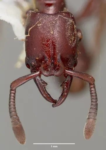 Plectroctena ugandensis specimen CASENT0006681 image casent0006681_2