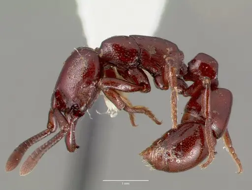 Plectroctena ugandensis specimen CASENT0006681 image casent0006681_3