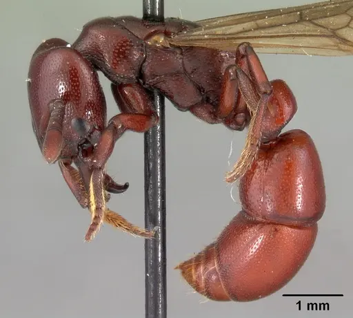 Plectroctena ugandensis specimen CASENT0102133 image casent0102133_3