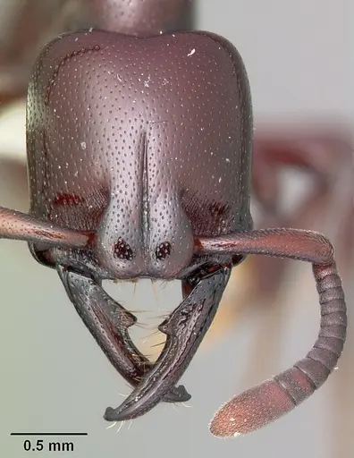 Plectroctena ugandensis specimen CASENT0102981 image casent0102981_2