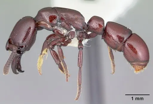 Plectroctena ugandensis specimen CASENT0102981 image casent0102981_3