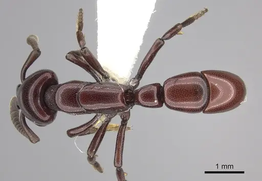 Plectroctena ugandensis specimen CASENT0249219 image casent0249219_1