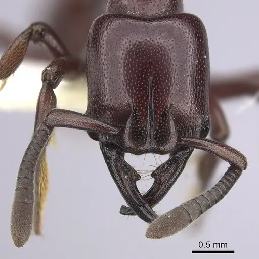 Plectroctena ugandensis specimen CASENT0249219 image casent0249219_2
