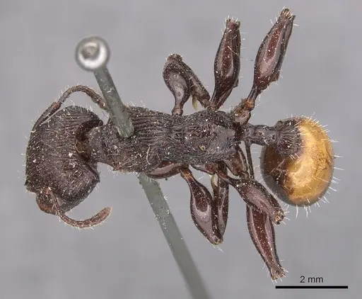 Podomyrma abdominalis specimen CASENT0904705 image casent0904705_1