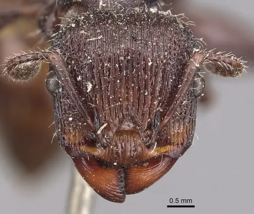 Podomyrma abdominalis specimen CASENT0904705 image casent0904705_2