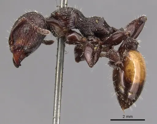 Podomyrma abdominalis specimen CASENT0904705 image casent0904705_3