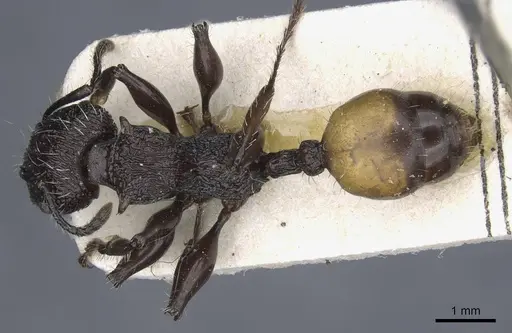 Podomyrma abdominalis specimen CASENT0905750 image casent0905750_1