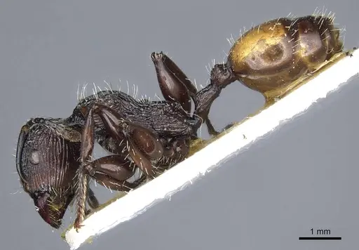 Podomyrma abdominalis specimen CASENT0905750 image casent0905750_3