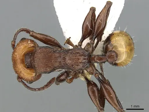 Podomyrma abdominalis specimen CASENT0906188 image casent0906188_1