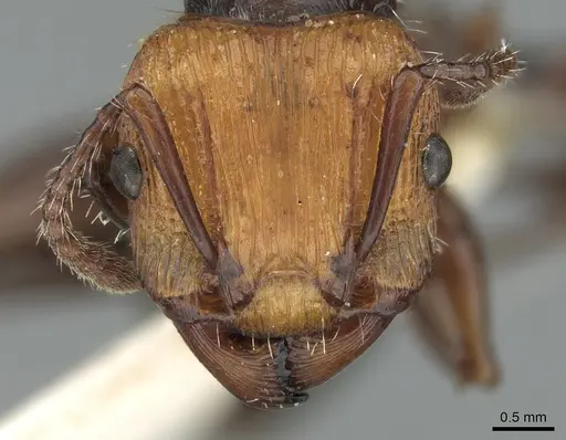 Podomyrma abdominalis specimen CASENT0906188 image casent0906188_2