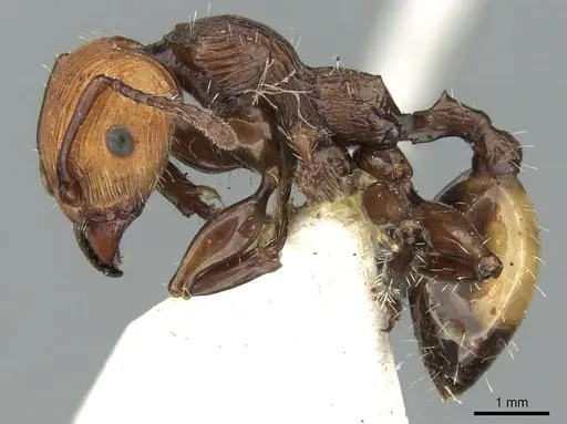 Podomyrma abdominalis specimen CASENT0906188 image casent0906188_3