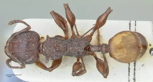 Podomyrma abdominalis specimen FOCOL1999 image focol1999_1
