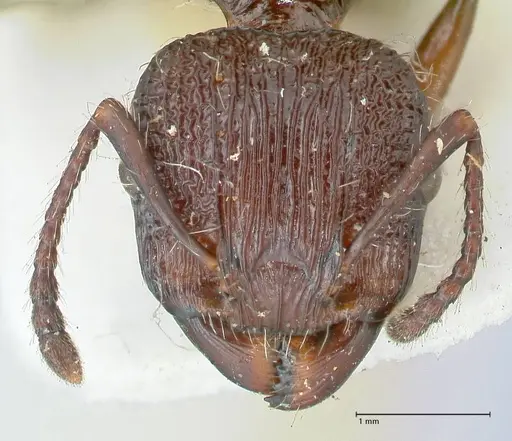 Podomyrma abdominalis specimen FOCOL1999 image focol1999_2