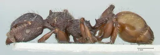 Podomyrma abdominalis specimen FOCOL1999 image focol1999_3