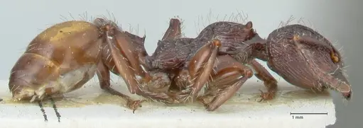 Podomyrma abdominalis specimen FOCOL1999 image focol1999_4