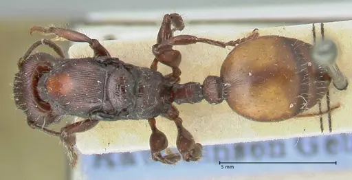 Podomyrma abdominalis specimen FOCOL2000 image focol2000_1
