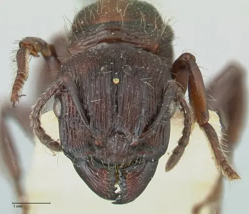 Podomyrma abdominalis specimen FOCOL2000 image focol2000_2