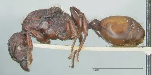 Podomyrma abdominalis specimen FOCOL2000 image focol2000_3