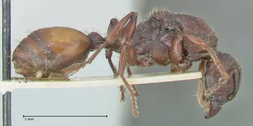 Podomyrma abdominalis specimen FOCOL2000 image focol2000_4