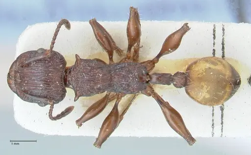 Podomyrma abdominalis specimen FOCOL2001 image focol2001_1